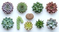 Collection of colorful succulent plants arranged on white background, featuring various species with different shapes and textures for gardening design.