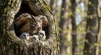 Great horned owl with owlets in tree hollow nest during spring nesting season in natural forest habitat for wildlife photography and nature education.
