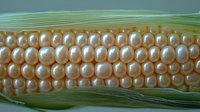 Fresh corn cob with golden kernels in green husks, organic vegetable harvest for cooking and healthy nutrition concepts.