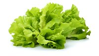 Fresh green lettuce leaves isolated on white background, organic salad ingredient ready for healthy cooking and food design projects.