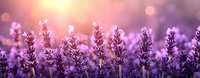 Lavender flowers blooming in field with warm sunset light creating dreamy purple atmosphere and soft bokeh background for aromatherapy wellness designs.
