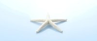 White starfish isolated on light blue background for marine themed designs and coastal decor projects.