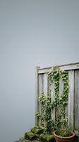 Weathered wooden fence with climbing ivy vines against neutral gray wall, rustic garden boundary with natural plant growth and terracotta pot.
