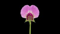 Magenta sweet pea flower with delicate petals and green stem, isolated on transparent background. Ready for clipart, t-shirt design, stickers, print-on-demand products and sublimation projects.