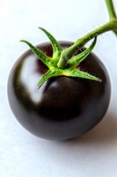 Fresh black tomato with green stem and leaves on white background, macro photography showing detailed texture and natural organic produce.