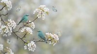 Two turquoise birds perched on blooming cherry blossom branches with white flowers and butterflies in soft spring garden setting for nature photography.