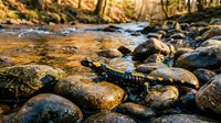 Small black salamander with yellow spots resting on wet river rocks in natural mountain stream habitat during golden hour lighting for wildlife photography.
