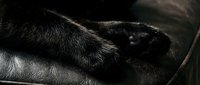 Close-up of black gorilla hand and arm with detailed fur texture, suitable for wildlife, nature, primate behavior, and educational content.