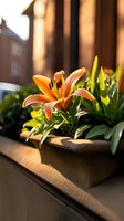 Orange lily blooming in window box planter at sunset, with soft golden light creating warm atmosphere against urban backdrop of brick building.
