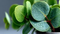 Fresh green eucalyptus leaves covered with morning dew drops against blurred background, macro nature photography showing plant details and water droplets.