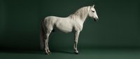 White horse standing in profile against dark green background, elegant equine pose for equestrian design projects and animal photography concepts.