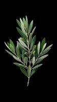 Olive branch with green leaves and small olives, isolated on transparent background. Ready for t-shirt design, stickers, sublimation, print on demand, and clipart use.