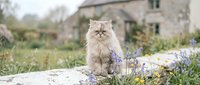 Fluffy long-haired cat with cream and tabby markings sitting among purple lavender flowers in a rustic garden setting with stone cottage background.
