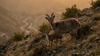 Mountain goat with kid standing on rocky hillside during golden hour sunset in natural wilderness habitat.
