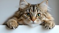Curious Siberian cat with big green eyes peering over white edge, front paws visible, showing playful hunting behavior in close-up portrait against gray background.