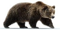 Majestic brown grizzly bear walking on white background, isolated wildlife animal for conservation awareness and educational materials.
