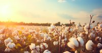 Cotton field at sunset with ripe white cotton bolls ready for harvest, golden sunlight streaming through fluffy cotton plants against blue sky background.