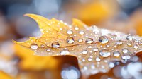 Autumn oak leaf with morning dew drops creating natural lens effect. Golden brown foliage with water droplets macro photography showing nature's delicate details.