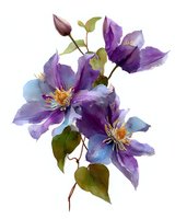 Watercolor purple clematis flowers with green leaves on white background, botanical illustration for floral design projects and nature artwork.