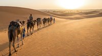 Camel caravan crossing golden sand dunes at sunset with Berber guide leading dromedaries through vast desert landscape during traditional nomadic journey.
