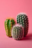 Three small cactus plants with sharp spines arranged together on vibrant pink background, creating modern minimalist composition for home decor inspiration.
