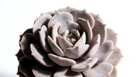 Isolated succulent plant with layered petals in soft gray and beige tones, suitable for botanical designs, home decor, and digital projects.
