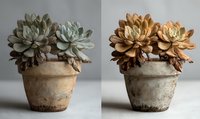 Succulent plants in rustic clay pots, side by side comparison showing green and copper-toned varieties against neutral background.