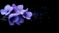 Purple delicate flowers dissolving into particles against dark background, creating magical ethereal effect for decorative and artistic designs.