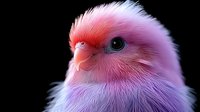 Adorable fluffy baby chick with soft pink and purple feathers against black background, perfect for spring designs, Easter projects, and cute animal themes.