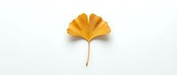 Single golden yellow ginkgo leaf isolated on white background, autumn foliage botanical element for natural design projects and seasonal decorations.