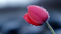 Single red tulip flower with water drops on petals against blurred dark background, macro photography showing morning dew detail in romantic spring setting.