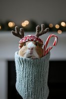 Guinea pig wearing reindeer antlers and festive hat in knitted stocking with candy cane, against blurred holiday lights background.