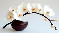 Elegant white phalaenopsis orchids cascade from dark brown ceramic vase against neutral background, creating minimalist Asian-inspired floral arrangement.