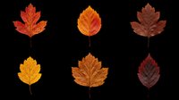Six autumn leaves in red, orange, yellow and brown tones, isolated on transparent background. Ready for stickers, t-shirt design, sublimation, print on demand, clipart.