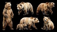 Brown bears in various poses isolated on transparent background, ready for clipart, t-shirt design, stickers, print-on-demand products, and sublimation projects.