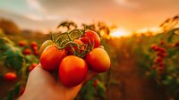 Fresh ripe tomatoes on vine held up against golden sunset in organic garden, vibrant red fruits glowing in warm evening light, farm to table concept.