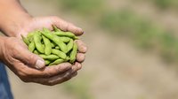 Farmer holding fresh green edamame pods in cupped hands outdoors, harvested soybeans ready for cooking or processing in agricultural setting.