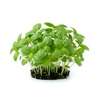 Fresh green basil seedlings with soil isolated on white background, ready for gardening, culinary use, or horticultural design projects.