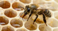 Honeybee worker collecting nectar from hexagonal wax honeycomb cells in beehive. Natural organic honey production and beekeeping agriculture concept.