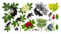 Isolated elderberry, rowan, and viburnum plant specimens with green foliage and clustered berries in various stages of ripeness, arranged on white background for botanical illustration, educational materials, and design projects.