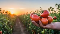 Fresh ripe tomatoes held in farmer's hand at sunset in agricultural field. Organic farming, harvest season, healthy food production concept.