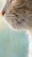 Close-up macro shot of cat whiskers and nose showing detailed fur texture and sensory features for pet care and veterinary content.