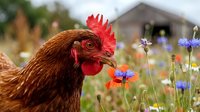 Brown hen with red comb standing among colorful wildflowers in rural farm setting. Domestic poultry in natural garden environment for agriculture concepts.