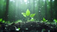 Young green plant sprout growing from soil in rain with water drops and bokeh light effect against blurred forest background, nature awakening concept.