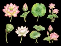 Watercolor lotus flowers and leaves set, isolated on transparent background. Pink blooms, buds, and green pads for stickers, t-shirt design, and print on demand.