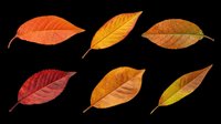 Autumn leaves in various shades of orange, red, yellow, and brown isolated on transparent background. Ready for clipart, t-shirt design, stickers, sublimation, print-on-demand products and digital crafts.
