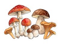 Assorted mushrooms and fungi including red toadstools, brown caps, and golden chanterelles isolated on white background, ready for culinary, educational, and design applications.