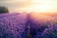 Vibrant purple lavender field rows stretching toward horizon at sunset with golden light illuminating fragrant blooms for aromatherapy and wellness backgrounds.