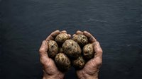 Farmer hands holding freshly harvested potatoes against dark background, agricultural produce and organic farming concept.