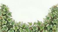 Fresh green ivy leaves border isolated on white background, ready for design projects, web graphics, and decorative layouts.